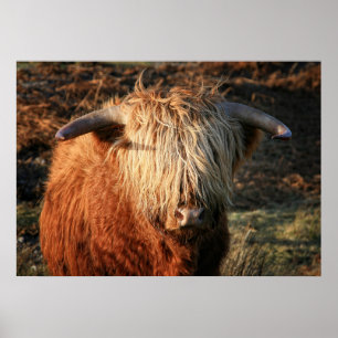 Póster Scottish Highland Cow na Escócia, Highlander