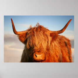 Póster Scottish Highland Cow na Escócia, Highlander