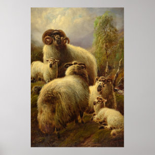 Poster Scottish Highland Sheep