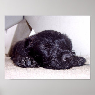 Póster Scottish Terrier black puppy napping close up