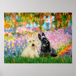 Póster Scottish Terrier (dois W) - Jardim