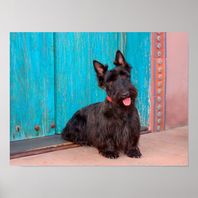 Poster Scottish Terrier sentado à porta colorida (Frente)