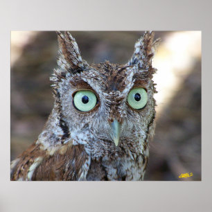 Poster Screech Owl