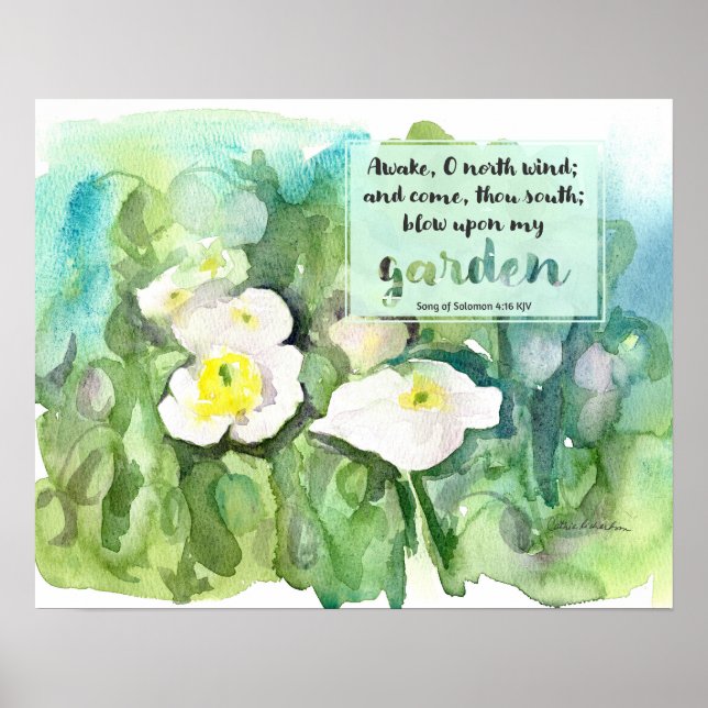 Poster Scripture Song of Solomon White Poppies  (Frente)