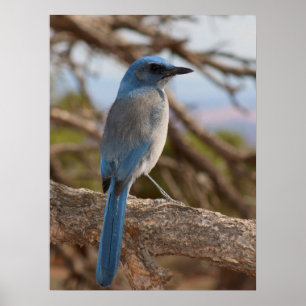Póster Scrub Jay
