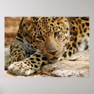 Póster Se Ao Menos... Eu Pudesse Ser Salva