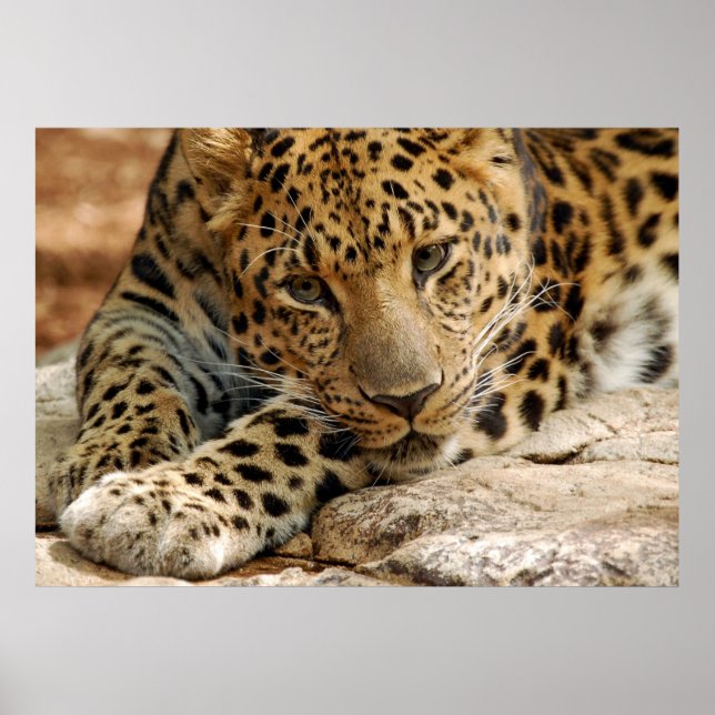 Póster Se Ao Menos... Eu Pudesse Ser Salva (Frente)