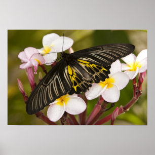 Poster SE Ásia, Tailândia, Khon Kaen, o ouro