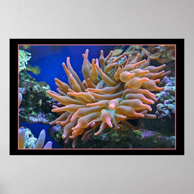 Poster Sea Anemone (Frente)
