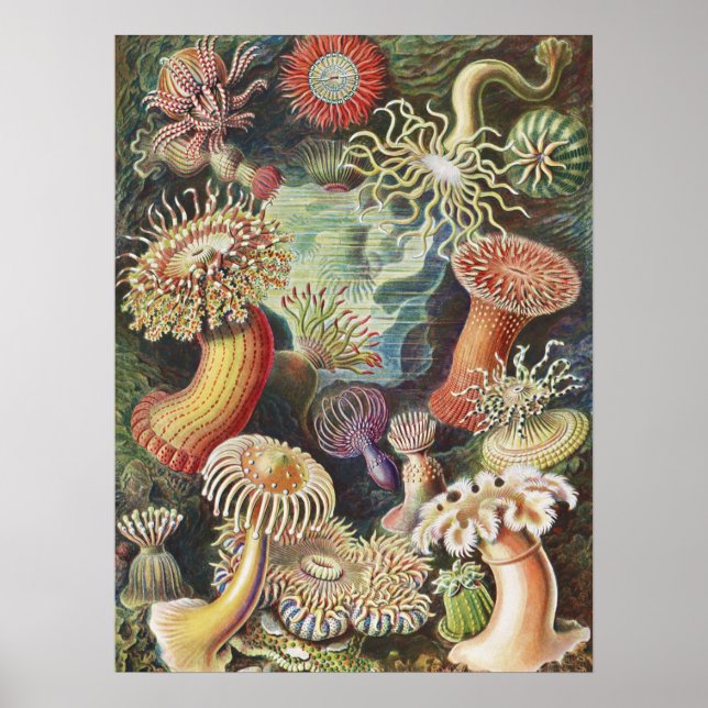 Poster Sea Anemones, Actiniae Seeanemonen Ernst Haeckel (Frente)
