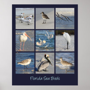 Poster Sea Birds of Florida Photos