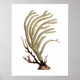 Poster Sea Coral No.2 Antiguidade da História Natural Imp