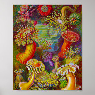 Poster Sea Life Scientific illustration