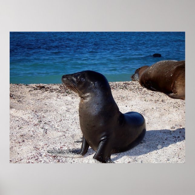 Poster Sea Lion Pup (Frente)