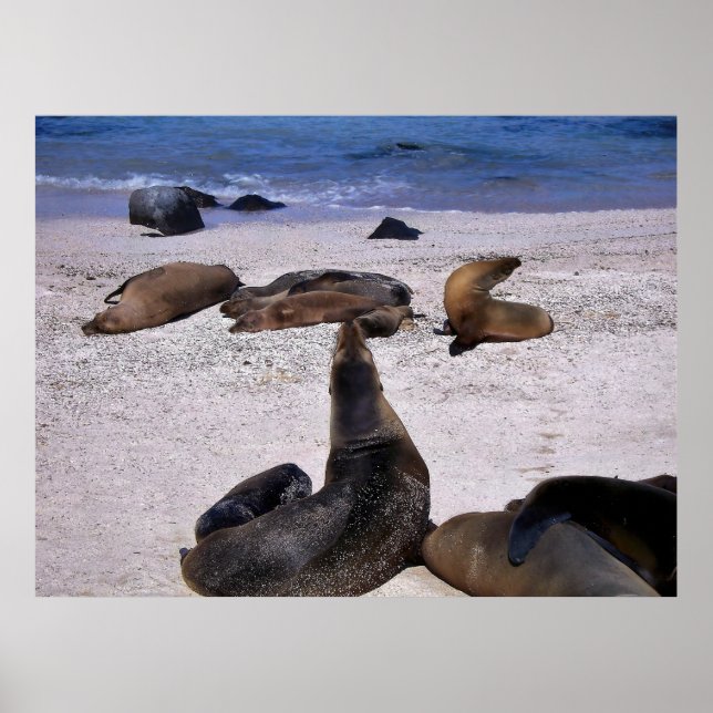 Poster Sea Lion Yogo (Frente)