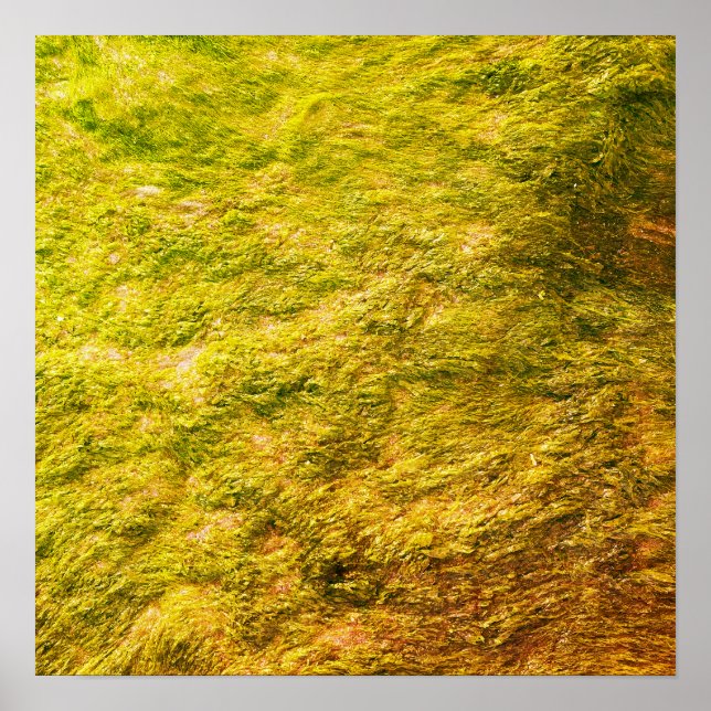 Poster Sea Moss Abstrato Ouro Yellow Green Artsy Gift (Frente)
