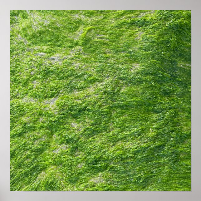 Poster Sea Moss Green Nature Cena Lar Costeira Náutica (Frente)