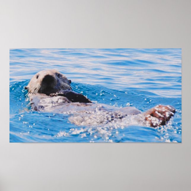 Poster Sea Otter (Frente)