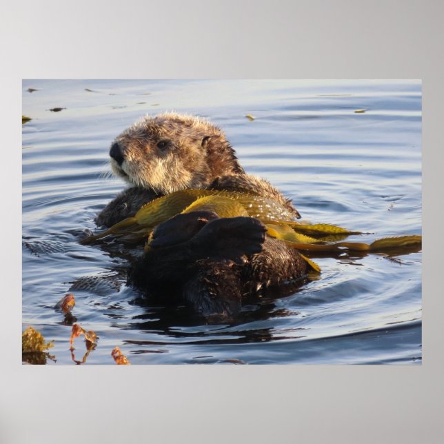 Poster Sea Otter embrulhado em Kelp (Frente)