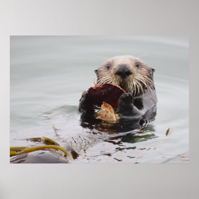 Poster Sea Otters Love Crab for Breakfast (Frente)