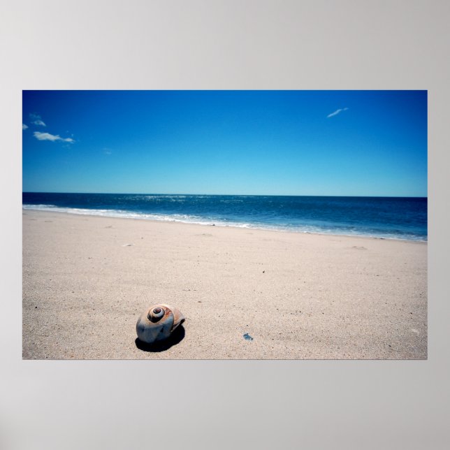 Póster Sea Shell (Frente)