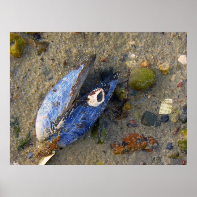 Póster Sea Shell (Frente)