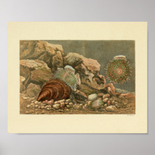 Poster Sea Shell Marine Ocean Life Color Art