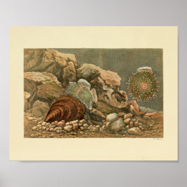 Poster Sea Shell Marine Ocean Life Color Art (Frente)