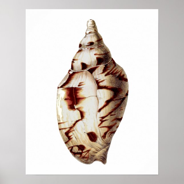 Poster Sea Shell no. 4 Beach Decor Wall Art Impressão. (Frente)