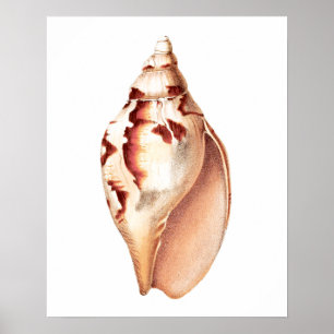 Póster Sea Shell no. 6 Beach Decor Art Impressão.