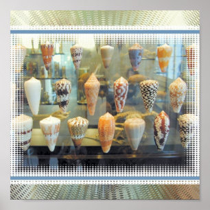 Póster Sea Shells in Window