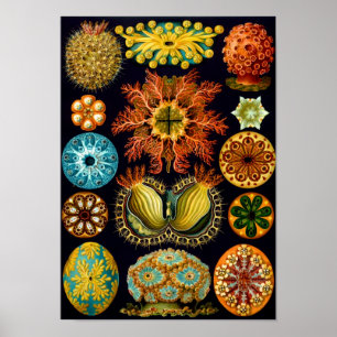 Póster Sea Squirts, Ernst Haeckel, Belas Artes