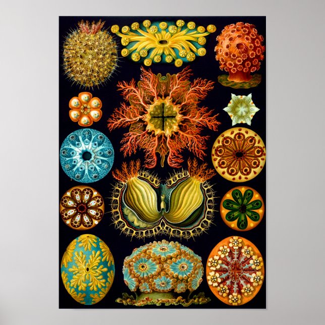 Póster Sea Squirts, Ernst Haeckel, Belas Artes (Frente)