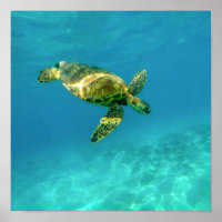 Sea Turtle nadando na água do oceano de turquesa