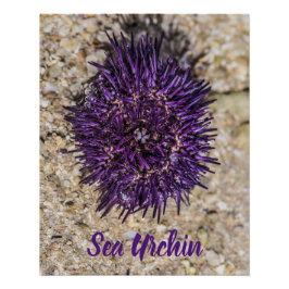 Póster Sea Urchin Ocean Beach Holiday Summer Souvenir