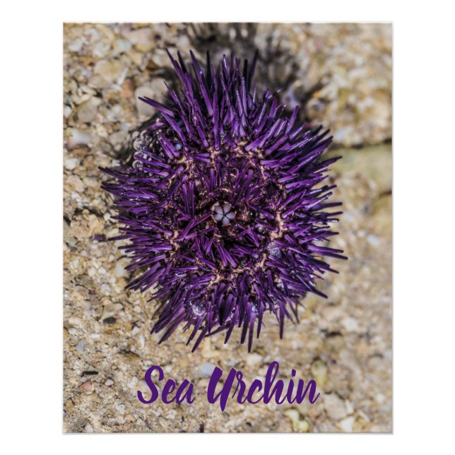 Póster Sea Urchin Ocean Beach Holiday Summer Souvenir (Frente)