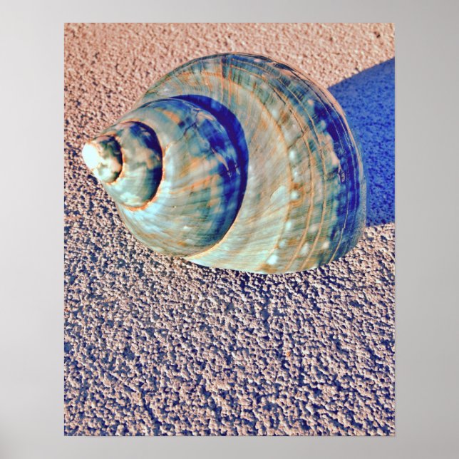 Póster Sea Welk Seashell (Frente)