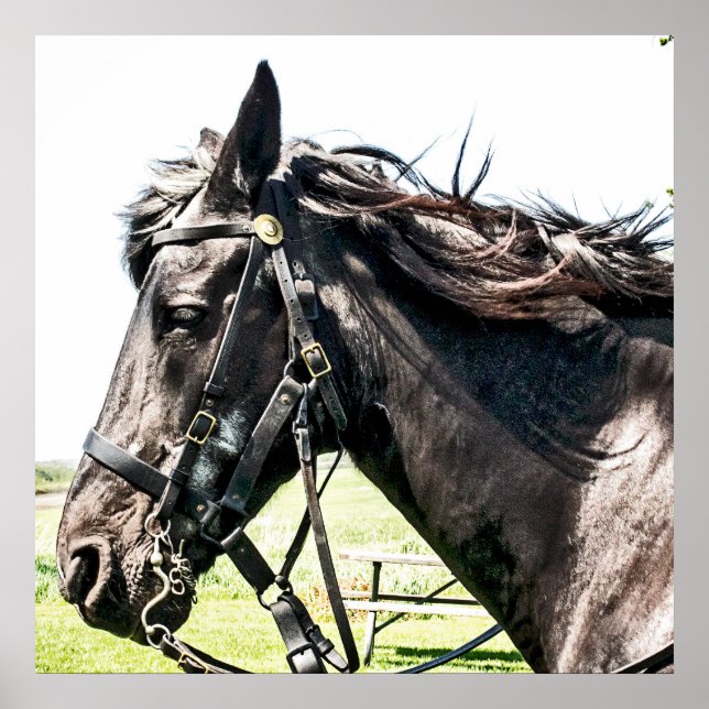 Póster Seabiscuit (Frente)