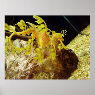 Póster seadragon