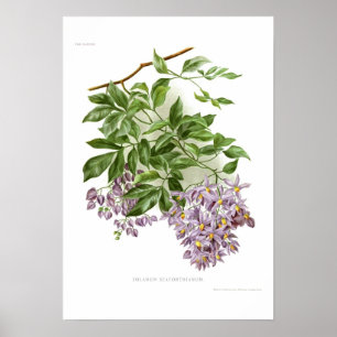 Póster Seaforthianum do Solanum