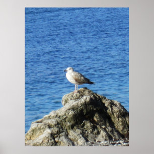 Poster Seagull
