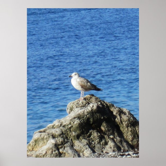 Poster Seagull (Frente)