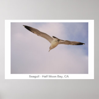 Poster Seagull