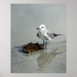 Póster Seagull em Beach com algas marinhas