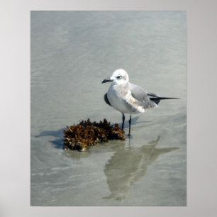 Póster Seagull em Beach com algas marinhas