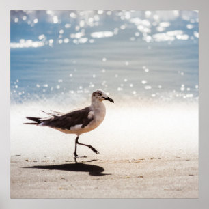 Poster Seagull em Virginia Beach
