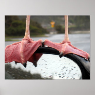 Poster Seagull Feet