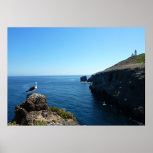 Póster Seagull na Ilha de Anacapa nas Ilhas do Canal