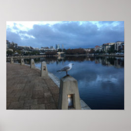 Poster Seagull Photo
