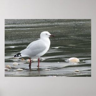 Póster Seagull & Shells in the Sea